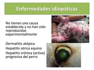 Enfermedades idiopáticas
No tienen una causa
establecida y no han sido
reproducidas
experimentalmente
Dermatitis atópica
Hepatitis sérica equina
Hepatitis crónica (activa)
progresiva del perro
 