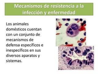 Mecanismos de resistencia a la
infección y enfermedad
Los animales
domésticos cuentan
con un conjunto de
mecanismos de
defensa específicos e
inespecíficos en sus
diversos aparatos y
sistemas.
 