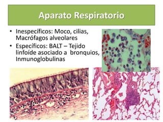 • Inespecíficos: Moco, cilias,
Macrófagos alveolares
• Específicos: BALT – Tejido
linfoíde asociado a bronquios,
Inmunoglobulinas
Aparato Respiratorio
 