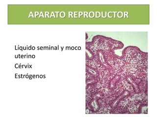APARATO REPRODUCTOR
Líquido seminal y moco
uterino
Cérvix
Estrógenos
 