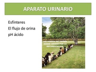 APARATO URINARIO
Esfínteres
El flujo de orina
pH ácido
 