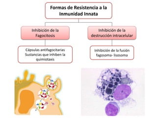 Formas de Resistencia a la
Inmunidad Innata
Inhibición de la
Fagocitosis
Inhibición de la
destrucción intracelular
Cápsulas antifagocitarias
Sustancias que inhiben la
quimiotaxis
Inhibición de la fusión
fagosoma- lisosoma
 