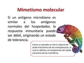 Mimetismo molecular
Si un antígeno microbiano es
similar a los antígenos
normales del hospedador, la
respuesta inmunitaria puede
ser débil, originando un estado
de tolerancia.
Como un ejemplo se cita la cápsula de
ácido hialurónico de los estreptococos, la
cual es idéntica al componente del tejido
conectivo de los mamíferos.
 
