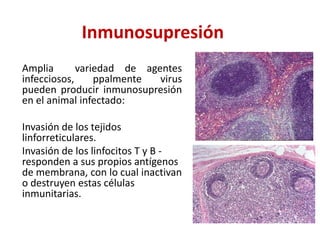 Inmunosupresión
Amplia variedad de agentes
infecciosos, ppalmente virus
pueden producir inmunosupresión
en el animal infectado:
Invasión de los tejidos
linforreticulares.
Invasión de los linfocitos T y B -
responden a sus propios antígenos
de membrana, con lo cual inactivan
o destruyen estas células
inmunitarias.
 
