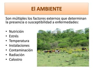 El AMBIENTE
Son múltiples los factores externos que determinan
la presencia o susceptibilidad a enfermedades:
• Nutrición
• Estrés
• Temperatura
• Instalaciones
• Contaminación
• Radiación
• Calostro
 
