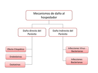 Mecanismos de daño al
hospedador
Daño directo del
Parásito
Daño Indirecto del
Parásito
Efecto Citopático
Endotóxinas
Exotoxinas
Infecciones Virus -
Bacterianas
Infecciones
Bacterianas
 
