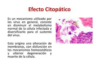 Efecto Citopático
Es un mecanismo utilizado por
los virus en general, consiste
en disminuir el metabolismo
normal de la célula infectada y
diversificarlo para el sustento
del virus.
Esto origina una alteración de
membranas, con disfunción en
los mecanismos homeostáticos
y ulterior degeneración y
muerte de la célula.
 