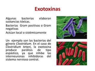 Exotoxinas
Algunas bacterias elaboran
sustancias tóxicas.
Bacterias Gram positivas o Gram
negativas
Actúan local o sistémicamente
Un ejemplo son las bacterias del
género Clostridium. En el caso de
Clostridium tetani, la exotoxina
produce parálisis de tipo
espástico, ya que inhibe las
interneuronas inhibidoras del
sistema nervioso central.
 