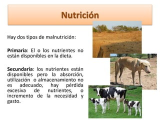 Hay dos tipos de malnutrición:
Primaria: El o los nutrientes no
están disponibles en la dieta.
Secundaria: los nutrientes están
disponibles pero la absorción,
utilización o almacenamiento no
es adecuado, hay pérdida
excesiva de nutrientes, o
incremento de la necesidad y
gasto.
Nutrición
 