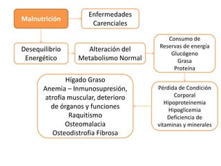 Malnutrición
Enfermedades
Carenciales
Desequilibrio
Energético
Alteración del
Metabolismo Normal
Consumo de
Reservas de energía
Glucógeno
Grasa
Proteína
Pérdida de Condición
Corporal
Hipoproteinemia
Hipoglicemia
Deficiencia de
vitaminas y minerales
Hígado Graso
Anemia – Inmunosupresión,
atrofia muscular, deterioro
de órganos y funciones
Raquitismo
Osteomalacia
Osteodistrofia Fibrosa
 