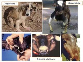 Raquistismo Osteomalacia
Osteodistrofia fibrosa
 