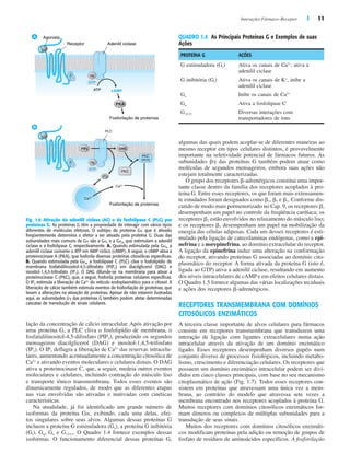 Interações Fármaco–Receptor | 11
lação da concentração de cálcio intracelular. Após ativação por
uma proteína G, a PLC cliva o fosfolipídio de membrana, o
fosfatidilinositol-4,5-difosfato (PIP2), produzindo os segundos
mensageiros diacilglicerol (DAG) e inositol-1,4,5-trifosfato
(IP3). O IP3 deflagra a liberação de Ca2+
das reservas intracelu-
lares, aumentando acentuadamente a concentração citosólica de
Ca2+
e ativando eventos moleculares e celulares distais. O DAG
ativa a proteinocinase C, que, a seguir, medeia outros eventos
moleculares e celulares, incluindo contração do músculo liso
e transporte iônico transmembrana. Todos esses eventos são
dinamicamente regulados, de modo que as diferentes etapas
nas vias envolvidas são ativadas e inativadas com cinéticas
características.
Na atualidade, já foi identificado um grande número de
isoformas da proteína G␣, exibindo, cada uma delas, efei-
tos singulares sobre seus alvos. Algumas dessas proteínas G
incluem a proteína G estimuladora (Gs), a proteína G inibitória
(Gi), Gq, Go e G12/13. O Quadro 1.4 fornece exemplos dessas
isoformas. O funcionamento diferencial dessas proteínas G,
ATP cAMP
PLC
PKC
PKC
(ativa)
PIP2
IP3
DAG
Ca2+
Ca2+
PKA
A
B
Agonista
Receptor
Fosforilação de proteínas
Fosforilação de proteínas
Adenilil ciclase
β
γ
GTP
αs
β
γ
GTP
αq
Fig. 1.6 Ativação da adenilil ciclase (AC) e da fosfolipase C (PLC) por
proteínas G. As proteínas G têm a propriedade de interagir com vários tipos
diferentes de moléculas efetoras. O subtipo de proteína G␣ que é ativado
freqüentemente determina o efetor a ser ativado pela proteína G. Duas das
subunidades mais comuns de G␣ são a G␣s e a G␣q, que estimulam a adenilil
ciclase e a fosfolipase C, respectivamente. A. Quando estimulada pela G␣s, a
adenilil ciclase converte o ATP em AMP cíclico (cAMP). A seguir, o cAMP ativa a
proteinocinase A (PKA), que fosforila diversas proteínas citosólicas específicas.
B. Quando estimulada pela G␣q, a fosfolipase C (PLC) cliva o fosfolipídio de
membrana fosfatidilinositol-4,5-difosfato (PIP2) em diacilglicerol (DAG) e
inositol-1,4,5-trifosfato (IP3). O DAG difunde-se na membrana para ativar a
proteinocinase C (PKC), que, a seguir, fosforila proteínas celulares específicas.
O IP3 estimula a liberação de Ca2+
do retículo endoplasmático para o citosol. A
liberação de cálcio também estimula eventos de fosforilação de proteínas, que
levam a alterações na ativação de proteínas. Apesar de não estarem ilustradas
aqui, as subunidades ␤␥ das proteínas G também podem afetar determinadas
cascatas de transdução de sinais celulares.
algumas das quais podem acoplar-se de diferentes maneiras ao
mesmo receptor em tipos celulares distintos, é provavelmente
importante na seletividade potencial de fármacos futuros. As
subunidades ␤␥ das proteínas G também podem atuar como
moléculas de segundos mensageiros, embora suas ações não
estejam totalmente caracterizadas.
O grupo dos receptores ␤-adrenérgicos constitui uma impor-
tante classe dentro da família dos receptores acoplados à pro-
teína G. Entre esses receptores, os que foram mais extensamen-
te estudados foram designados como ␤1, ␤2 e ␤3. Conforme dis-
cutido de modo mais pormenorizado no Cap. 9, os receptores ␤1
desempenham um papel no controle da freqüência cardíaca; os
receptores ␤2 estão envolvidos no relaxamento do músculo liso;
e os receptores ␤3 desempenham um papel na mobilização da
energia das células adiposas. Cada um desses receptores é esti-
mulado pela ligação de catecolaminas endógenas, como a epi-
nefrina e a norepinefrina, ao domínio extracelular do receptor.
A ligação da epinefrina induz uma alteração na conformação
do receptor, ativando proteínas G associadas ao domínio cito-
plasmático do receptor. A forma ativada da proteína G (isto é,
ligada ao GTP) ativa a adenilil ciclase, resultando em aumento
dos níveis intracelulares de cAMP e em efeitos celulares distais.
O Quadro 1.5 fornece algumas das várias localizações teciduais
e ações dos receptores ␤-adrenérgicos.
RECEPTORES TRANSMEMBRANA COM DOMÍNIOS
CITOSÓLICOS ENZIMÁTICOS
A terceira classe importante de alvos celulares para fármacos
consiste em receptores transmembrana que transduzem uma
interação de ligação com ligantes extracelulares numa ação
intracelular através da ativação de um domínio enzimático
ligado. Esses receptores desempenham diversos papéis num
conjunto diverso de processos fisiológicos, incluindo metabo-
lismo, crescimento e diferenciação celulares. Os receptores que
possuem um domínio enzimático intracelular podem ser divi-
didos em cinco classes principais, com base no seu mecanismo
citoplasmático de ação (Fig. 1.7). Todos esses receptores con-
sistem em proteínas que atravessam uma única vez a mem-
brana, ao contrário do modelo que atravessa sete vezes a
membrana encontrado nos receptores acoplados à proteína G.
Muitos receptores com domínios citosólicos enzimáticos for-
mam dímeros ou complexos de múltiplas subunidades para a
transdução de seus sinais.
Muitos dos receptores com domínios citosólicos enzimáti-
cos modificam proteínas pela adição ou remoção de grupos de
fosfato de resíduos de aminoácidos específicos. A fosforilação
QUADRO 1.4 As Principais Proteínas G e Exemplos de suas
Ações
PROTEÍNA G AÇÕES
G estimuladora (Gs) Ativa os canais de Ca2+
, ativa a
adenilil ciclase
G inibitória (Gi) Ativa os canais de K+
, inibe a
adenilil ciclase
Go Inibe os canais de Ca2+
Gq Ativa a fosfolipase C
G12/13 Diversas interações com
transportadores de íons
 