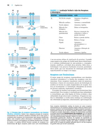 12 | Capítulo Um
é um mecanismo ubíquo de sinalização de proteínas. A grande
carga negativa dos grupos de fosfato pode alterar drasticamen-
te a estrutura tridimensional de uma proteína e, conseqüen-
temente, modificar a atividade dessa proteína. Além disso, a
fosforilação é um processo facilmente reversível, permitindo,
desse modo, que esse mecanismo de sinalização possa atuar
especificamente no tempo e no espaço.
Receptores com Tirosinocinases
O maior grupo de receptores transmembrana com domínios
citosólicos enzimáticos é a família dos receptores com tiro-
sinocinase. Esses receptores transduzem sinais de numerosos
hormônios e fatores de crescimento através da fosforilação de
resíduos de tirosina na cauda citoplasmática do receptor. Isso
leva ao recrutamento e à fosforilação subseqüente da tirosina
de diversas moléculas sinalizadoras citosólicas.
O receptor de insulina é um receptor com tirosinocinase bem
caracterizado. Esse receptor é constituído por duas subunidades
␣ extracelulares, que estão ligadas de forma covalente a duas
subunidades ␤ que atravessam a membrana. A ligação da insu-
lina às subunidades ␣ resulta numa mudança na conformação
das subunidades ␤ adjacentes, determinando a aproximação das
Tyr Tyr Tyr
Tyr Tyr
P Tyr P
Ser/Thr Ser/Thr
P
Tyr Tyr
P
P
Ser/Thr Ser/Thr
P
Tyr
P Tyr
GTP cGMP
E
D
C
B
A
Atividade de
tirosinocinase
Cinase
inativa
Cinase ativada
Atividade de
tirosinocinase
Atividade de serina/
treoninocinase
Atividade de
guanilil ciclase
Atividade de
tirosinofosfatase
Proteína
citoplasmática
Fig. 1.7 Principais tipos de receptores transmembrana com domínios
citosólicos enzimáticos. Existem cinco categorias principais de receptores
transmembrana com domínios citosólicos enzimáticos. A. O maior grupo é
constituído pelos receptores com tirosinocinases. Após ativação induzida pelo
ligante, esses receptores sofrem dimerização e transfosforilam resíduos de
tirosina no receptor e, com freqüência, em proteínas citosólicas alvo. O receptor
de insulina e a proteína BCR-Abl fornecem exemplos de receptores com
tirosinocinases. B. Alguns receptores podem atuar como tirosinofosfatases.
Esses receptores desfosforilam resíduos de tirosina em outros receptores
transmembrana ou em proteínas citosólicas. Muitas células do sistema imune
possuem receptores com tirosinofosfatases. C. Alguns receptores associados a
tirosinocinase carecem de um domínio enzimático definitivo, porém a ligação
do ligante ao receptor desencadeia a ativação de proteinocinases associadas
ao receptor (denominadas tirosinocinases não-receptoras) que, em seguida,
fosforilam resíduos de tirosina em certas proteínas citosólicas. D. Os receptores
com serina/treoninocinases fosforilam resíduos de serina e de treonina em
determinadas proteínas-alvo citosólicas. Os membros da superfamília de
receptores do TGF-␤ pertencem a essa categoria. E. Os receptores com guanilil
ciclase contêm um domínio citosólico que catalisa a formação do cGMP a
partir do GTP. O receptor do peptídio natriurético tipo B é um dos receptores
de guanilil ciclase que foi bem caracterizado.
QUADRO 1.5 Localização Tecidual e Ação dos Receptores
␤-Adrenérgicos
RECEPTOR LOCALIZAÇÃO TECIDUAL AÇÃO
␤1 Nó SA do coração Aumenta a freqüência
cardíaca
Músculo cardíaco Aumenta a contratilidade
Tecido adiposo Aumenta a lipólise
␤2 Músculo liso
brônquico
Dilata os bronquíolos
Músculo liso
gastrintestinal
Provoca constrição dos
esfíncteres e relaxa a
parede intestinal
Útero Relaxa a parede uterina
Bexiga Relaxa a bexiga
Fígado Aumenta a
gliconeogênese e a
glicólise
Pâncreas Aumenta a liberação de
insulina
␤3 Tecido adiposo Aumenta a lipólise
 