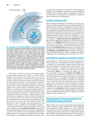 14 | Capítulo Um
Assim como a forma de um fator de transcrição determi-
na que fármacos aos quais irá se ligar, a sua forma também
estabelece o local onde o fator de transcrição irá se fixar no
genoma e quais moléculas co-ativadoras ou co-repressoras irão
se ligar ao fator. Por meio da ativação ou inibição da transcri-
ção, alterando, dessa maneira, as concentrações intracelulares
ou extracelulares de produtos gênicos específicos, os fármacos
dirigidos para os fatores de transcrição podem ter um profundo
impacto sobre a função celular. As respostas celulares a esses
fármacos e os efeitos que decorrem dessa resposta celular nos
tecidos e sistemas orgânicos estabelecem ligações entre a inte-
ração molecular fármaco–receptor e os efeitos do fármaco sobre
o organismo como um todo. Como a transcrição gênica é um
processo relativamente lento (minutos a horas) e de longa dura-
ção, os fármacos cujos alvos consistem em fatores de transcri-
ção freqüentemente necessitam de um maior período de tempo
para o início de sua ação; além disso, possuem efeitos mais
duradouros do que os fármacos que alteram processos mais
transitórios, como a condução de íons (segundos a minutos).
Nem todos os fármacos com alvos citosólicos atuam sobre
fatores de transcrição.As proteínas estruturais, como a tubuli-
na, representam importantes alvos para agentes antineoplásicos
capazes de sofrer difusão através da membrana plasmática da
célula cancerosa. Por exemplo, os alcalóides da vinca antimi-
tóticos ligam-se a monômeros de tubulina e impedem a poli-
merização dessa molécula em microtúbulos. Essa inibição da
formação de microtúbulos interrompe as células afetadas na
metáfase. Outros fármacos ligam-se diretamente ao RNA ou
aos ribossomos; esses fármacos são importantes na quimiote-
rapia antimicrobiana e antineoplásica.
ENZIMAS EXTRACELULARES
Muitos receptores importantes de fármacos são enzimas cujos
sítios ativos estão localizados fora da membrana plasmática. O
ambiente fora das células é constituído por um meio de proteí-
nas e moléculas de sinalização. Enquanto muitas dessas proteí-
nas desempenham um papel estrutural, outras são utilizadas na
comunicação da informação entre células. Por conseguinte, as
enzimas que modificam as moléculas que medeiam esses sinais
importantes podem influenciar processos fisiológicos, como a
vasoconstrição e a neurotransmissão. Um exemplo dessa classe
de receptores é a enzima conversora de angiotensina (ECA),
que converte a angiotensina I no poderoso vasoconstritor angio-
tensina II. Os inibidores da ECA são fármacos que inibem
essa conversão enzimática e que, portanto, reduzem a pressão
arterial (entre outros efeitos; ver Cap. 20). Outro exemplo é for-
necido pela acetilcolinesterase, que degrada a acetilcolina após
liberação desse neurotransmissor dos neurônios colinérgicos.
Os inibidores da acetilcolinesterase aumentam significativa-
mente a neurotransmissão nas sinapses colinérgicas ao impedir
a degradação do neurotransmissor nesses locais (ver Cap. 8).
RECEPTORES DE ADESÃO DA SUPERFÍCIE CELULAR
Com freqüência, as células precisam interagir diretamente com
outras células para o desempenho de funções específicas ou
a comunicação de informações. Algumas funções importantes
que exigem interações de adesão entre células incluem a for-
mação dos tecidos e a migração das células imunes para um
local de inflamação. A região de contato entre duas células
é denominada adesão, e as interações de adesão entre célu-
las são mediadas por pares de receptores de adesão sobre
as superfícies de cada célula. Em muitos casos, vários desses
pares de receptor–contra-receptor combinam-se para assegurar
uma adesão firme, e os reguladores intracelulares controlam a
atividade dos receptores de adesão ao modificar a sua afinidade
ou ao controlar sua expressão e localização sobre a superfície
celular. Vários receptores de adesão envolvidos na resposta
inflamatória são alvos interessantes para inibidores seletivos.
Os inibidores de uma classe específica de receptores de adesão,
conhecidos como integrinas, foram recentemente incluídos na
clínica, e esses fármacos estão sendo estudados no tratamento
de uma variedade de afecções, incluindo inflamação, esclerose
múltipla e câncer (ver Cap. 44).
PROCESSAMENTO DE SINAIS DECORRENTES DE
INTERAÇÕES FÁRMACO–RECEPTOR
Muitas células no corpo são continuamente bombardeadas por
inúmeros estímulos, alguns estimuladores e outros inibitórios.
De que maneira as células integram esses sinais, produzindo
uma resposta coerente? As proteínas G e outros segundos men-
sageiros parecem proporcionar pontos importantes de integra-
ção. Conforme assinalado anteriormente, foi identificado um
número relativamente pequeno de segundos mensageiros, e é
A
B
C
Hormônio esteróide
Receptor de
hormônio
Núcleo
Chaperone
DNA
Fig. 1.8 Ligação de uma molécula lipofílica a um fator de transcrição
intracelular. A. As pequenas moléculas lipofílicas podem sofrer difusão através
da membrana plasmática e ligar-se a fatores de transcrição intracelulares.
Este exemplo mostra a ligação de um hormônio esteróide a um receptor
de hormônio citosólico, embora alguns receptores pertencentes a essa
classe possam estar localizados no núcleo antes da ligação do ligante. B. A
ligação do ligante desencadeia uma mudança na conformação do receptor
(e, freqüentemente, a dissociação de uma proteína repressora chaperone),
que determina o transporte do complexo ligante–receptor para o núcleo. No
interior do núcleo, o complexo ligante–receptor sofre tipicamente dimerização.
No exemplo ilustrado, a forma ativa do receptor é um homodímero (dois
receptores idênticos ligados entre si); todavia, pode haver também a formação
de heterodímeros (como o receptor de hormônio tireoidiano e o receptor
retinóide X). C. O complexo ligante–receptor dimerizado liga-se ao DNA e, a
seguir, pode recrutar co-ativadores e co-repressores (não ilustrados aqui). Esses
complexos alteram a taxa de transcrição gênica, resultando em alteração (para
cima ou para baixo) na expressão das proteínas celulares.
 