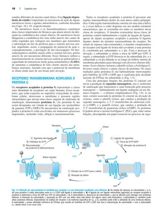 10 | Capítulo Um
estados diferentes do mesmo canal iônico. Essa ligação depen-
dente do estado é importante no mecanismo de ação de alguns
anestésicos locais e agentes antiarrítmicos, conforme discutido
nos Caps. 10 e 18, respectivamente.
Os anestésicos locais e os benzodiazepínicos constituem
duas classes importantes de fármacos que atuam através de alte-
ração na condutância dos canais iônicos. Os anestésicos locais
bloqueiam a condutância dos íons sódio através dos canais de
sódio regulados por voltagem nos neurônios que transmitem
a informação da dor da periferia para o sistema nervoso cen-
tral, impedindo, assim, a propagação do potencial de ação e,
conseqüentemente, a percepção de dor (nocicepção). Os ben-
zodiazepínicos também atuam sobre o sistema nervoso, porém
através de um mecanismo diferente. Esses fármacos inibem a
neurotransmissão no sistema nervoso central ao potencializar a
capacidade do transmissor ácido gama-aminobutírico (GABA)
de aumentar a condutância de íons cloreto através das mem-
branas neuronais, fazendo com que o potencial de membrana
se afaste ainda mais de seu limiar para ativação.
RECEPTORES TRANSMEMBRANA ACOPLADOS À
PROTEÍNA G
Os receptores acoplados à proteína G representam a classe
mais abundante de receptores no corpo humano. Esses recep-
tores, que estão expostos na superfície extracelular da mem-
brana celular, atravessam a membrana e possuem regiões
intracelulares que ativam uma classe singular de moléculas de
sinalização, denominadas proteínas G. (As proteínas G são
assim designadas em virtude de sua ligação aos nucleotídios
de guanina, GTP e GDP.) Os mecanismos de sinalização aco-
plados à proteína G estão envolvidos em numerosos processos
importantes, incluindo visão, olfação e neurotransmissão.
Todos os receptores acoplados à proteína G possuem sete
regiões transmembrana dentro de uma única cadeia polipeptí-
dica. Cada região transmembrana consiste em uma única hélice
␣, e essas hélices ␣ estão dispostas em um modelo estrutural
característico, que se assemelha em todos os membros dessa
classe de receptores. O domínio extracelular dessa classe de
proteínas contém habitualmente a região de ligação do ligante,
apesar de alguns receptores acoplados à proteína G ligarem
ligantes dentro do domínio transmembrana do receptor. No
estado de repouso (não-estimulado), o domínio citoplasmático
do receptor está ligado de forma não-covalente a uma proteína
G, constituída por subunidades ␣ e ␤␥. Com o processo de
ativação, a subunidade ␣ efetua a troca de GDP por GTP. A
seguir, a subunidade ␣-GTP dissocia-se da subunidade ␤␥, e a
subunidade ␣ ou ␤␥ difunde-se ao longo do folheto interno da
membrana plasmática para interagir com diversos efetores dife-
rentes. Esses efetores incluem a adenilil ciclase, a fosfolipase C,
diversos canais iônicos e outras classes de proteínas. Os sinais
mediados pelas proteínas G são habitualmente interrompidos
pela hidrólise do GTP a GDP, que é catalisada pela atividade
inerente de GTPase da subunidade ␣ (Fig. 1.5).
Uma das principais funções das proteínas G consiste em
ativar a produção de segundos mensageiros, isto é, moléculas
de sinalização que transmitem o sinal fornecido pelo primeiro
mensageiro — habitualmente um ligante endógeno ou um fár-
maco exógeno — a efetores citoplasmáticos (Fig. 1.6). A via
mais comum associada às proteínas G consiste na ativação de
ciclases, como a adenilil ciclase, que catalisa a produção do
segundo mensageiro, o 3ʼ,5ʼ-monofosfato de adenosina cícli-
co (cAMP), e a guanilil ciclase, que catalisa a produção do
3ʼ,5ʼ-monofosfato de guanosina cíclico (cGMP). As proteínas
G podem ativar a enzima fosfolipase C (PLC), que, entre outras
funções, desempenha um papel essencial no processo de regu-
A
B
C
Efetor
Ligação do agonista
1 Difusão de α-GTP para o efetor
2 Ativação do efetor
Troca de GTP-GDP
Ativação da proteína G
Agonista
1 Agonista não-ligado
2 Hidrólise do GTP
3 Reconstituição
da proteína G heterotrimérica
Efetor ativado
GDP
GTP
Receptor
β
γ
GTP
α
GTP
β
γ
α
1
2
3
GDP
β
γ
α
Fig. 1.5 Ativação de uma proteína G mediada por receptor e a sua interação resultante com efetores. A. No estado de repouso, as subunidades ␣ e ␤␥
de uma proteína G estão associadas entre si, e o GDP está ligado à subunidade ␣. B. A ligação de um ligante extracelular (agonista) ao receptor acoplado à
proteína G determina a troca de GDP por GTP na subunidade ␣. C. A subunidade ␤␥ dissocia-se da subunidade ␣, que se difunde para interagir com proteínas
efetoras. A interação da subunidade ␣ associada ao ATP com um efetor ativa este efetor. Em alguns casos (não ilustrados), a subunidade ␤␥ também pode
ativar proteínas efetoras. Dependendo do subtipo de receptor e da isoforma específica de G␣, a G␣ também pode inibir a atividade de uma molécula efetora.
A subunidade ␣ possui atividade intrínseca de GTPase, que resulta em hidrólise do GTP a GDP. Isso leva à reassociação da subunidade ␣ com a subunidade
␤␥, dando início a um novo ciclo.
 