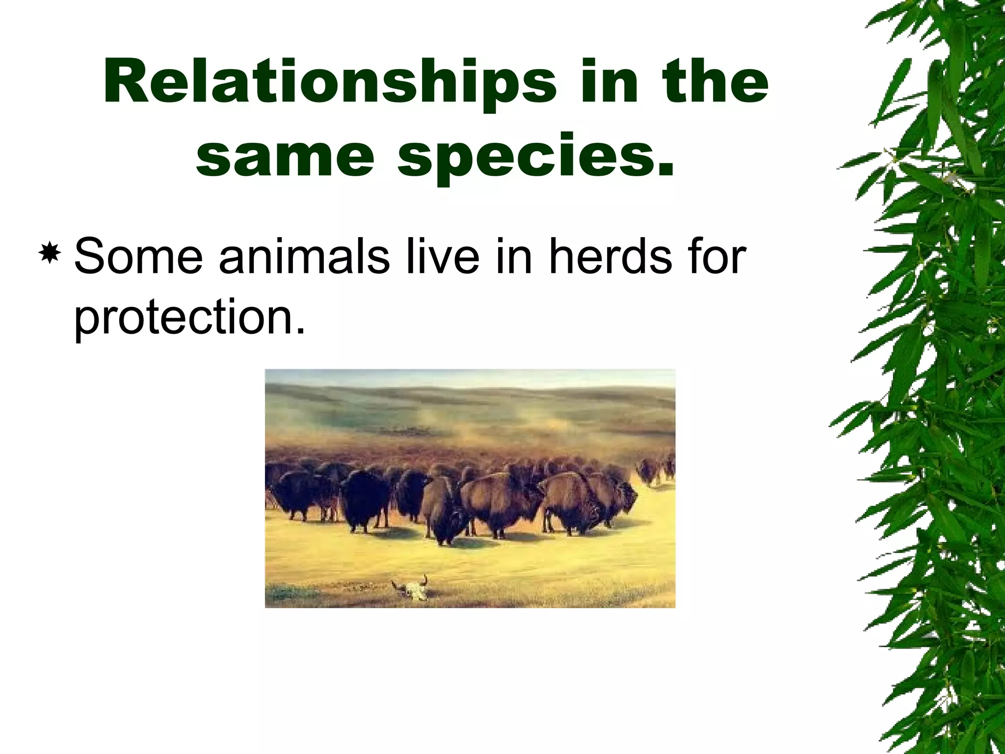 Relationships in the
same species.
Some animals live in herds for
protection.
