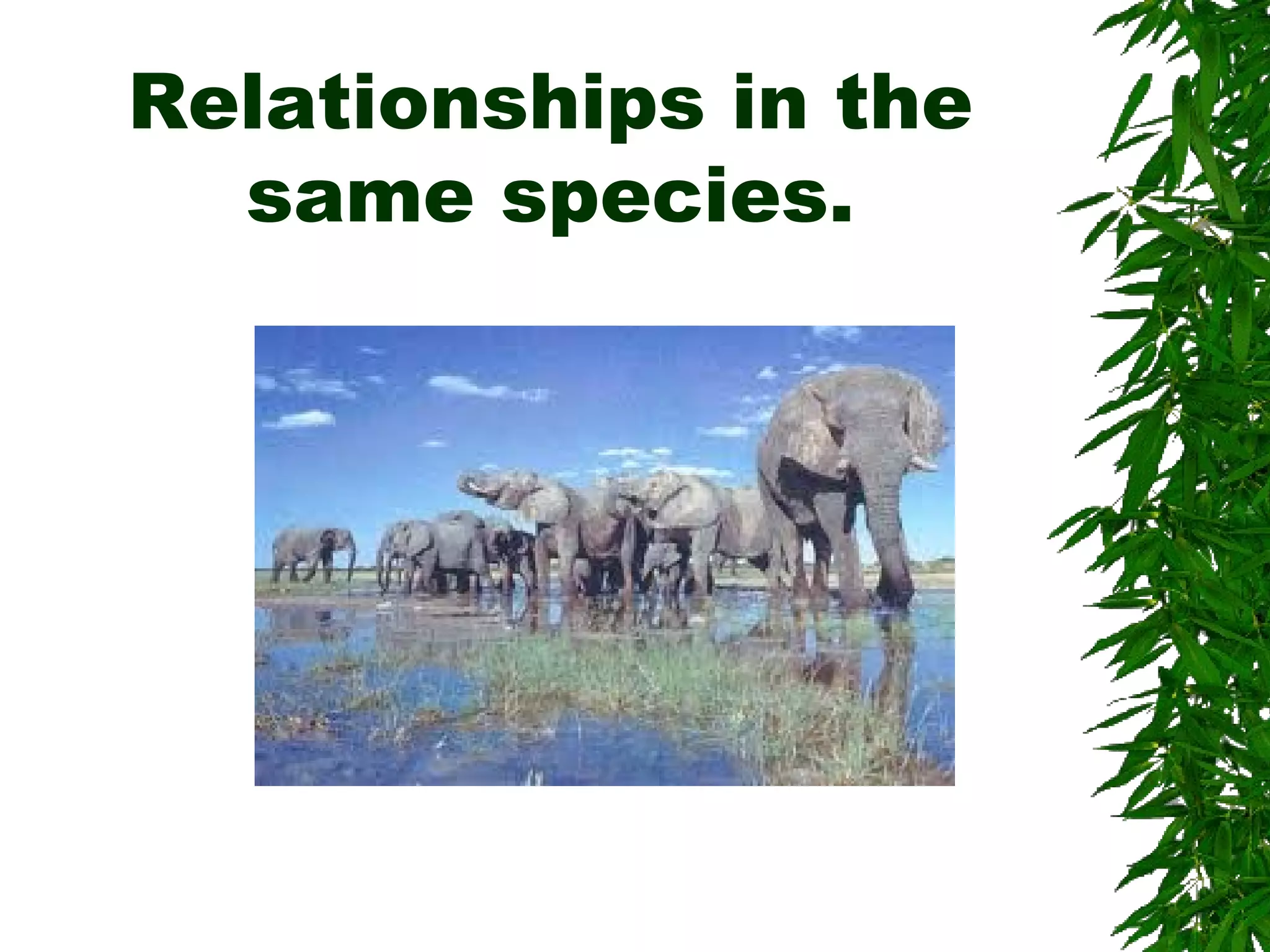 Relationships in the
same species.