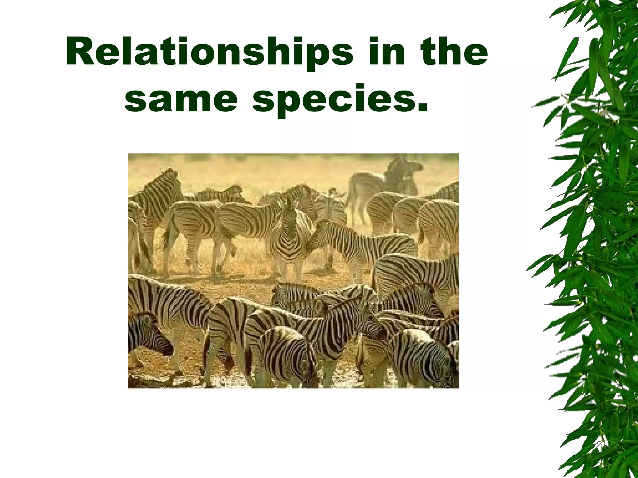 Relationships in the
same species.