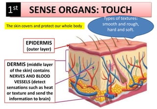 SENSE ORGANS: TOUCH
DERMIS (middle layer
of the skin) contains
NERVES AND BLOOD
VESSELS (detect
sensations such as heat
or texture and send the
information to brain)
EPIDERMIS
(outer layer)
Types of textures:
smooth and rough,
hard and soft.
1st
The skin covers and protect our whole body
 