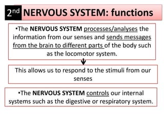 NERVOUS SYSTEM: functions
•The NERVOUS SYSTEM processes/analyses the
information from our senses and sends messages
from the brain to different parts of the body such
as the locomotor system.
This allows us to respond to the stimuli from our
senses
•The NERVOUS SYSTEM controls our internal
systems such as the digestive or respiratory system.
2nd
 