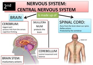 NERVOUS SYSTEM:
CENTRAL NERVOUS SYSTEM
BRAIN
SPINAL CORD:
-Runs from the brain down our spine.
-Reflex actions
-Protected by the vertebrae
CEREBRUM:
-biggest part
-process info from the senses
-cognitive thinking
CEREBELLUM
control movement and
balance
BRAIN STEM:
involuntary actions
SKULL/CRA
NIUM
protects the
brain
Is made up of
2nd
 