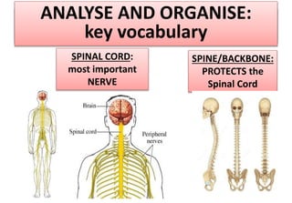 ANALYSE AND ORGANISE
SPINAL CORD:
most important
NERVE
SPINE/BACKBONE:
PROTECTS the
Spinal Cord
ANALYSE AND ORGANISE:
key vocabulary
 
