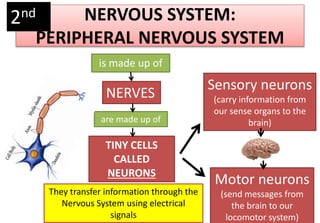 NERVOUS SYSTEM:
PERIPHERAL NERVOUS SYSTEM
is made up of
NERVES
are made up of
TINY CELLS
CALLED
NEURONS
They transfer information through the
Nervous System using electrical
signals
Sensory neurons
(carry information from
our sense organs to the
brain)
Motor neurons
(send messages from
the brain to our
locomotor system)
2nd
 