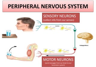 PERIPHERAL NERVOUS SYSTEM
SENSORY NEURONS
(collect info from our senses)
MOTOR NEURONS
(send messages from our brain to our
locomotor system)
 
