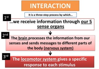 INTERACTION
The locomotor system gives a specific
response to each stimulus
…we receive information through our 5
sense organs
The brain processes the information from our
senses and sends messages to different parts of
the body (nervous system)
It is a three-step process by which…
1st
3rd
2nd
 