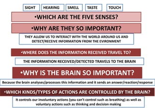 •WHICH ARE THE FIVE SENSES?
•WHY ARE THEY SO IMPORTANT?
•WHERE DOES THE INFORMATION RECEIVED TRAVEL TO?
•WHY IS THE BRAIN SO IMPORTANT?
•WHICH KINDS/TYPES OF ACTIONS ARE CONTROLLED BY THE BRAIN?
SIGHT HEARING SMELL TASTE TOUCH
THEY ALLOW US TO INTERACT WITH THE WORLD AROUND US AND
DETECT/RECEIVE INFORMATION FROM THE EVIRONMENT
THE INFORMATION RECEIVED/DETECTED TRAVELS TO THE BRAIN
Because the brain analyses/processes this information and it sends an answer/reaction/response
It controls our involuntary actions (you can’t control such as breathing) as well as
voluntary actions such as thinking and decision making
 