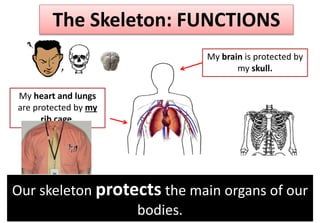 The Skeleton: FUNCTIONS
Our skeleton protects the main organs of our
bodies.
My brain is protected by
my skull.
My heart and lungs
are protected by my
rib cage.
 