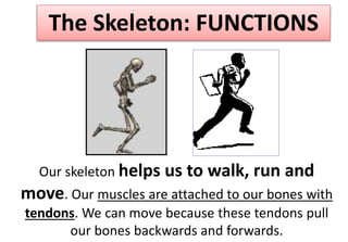 Our skeleton helps us to walk, run and
move. Our muscles are attached to our bones with
tendons. We can move because these tendons pull
our bones backwards and forwards.
The Skeleton: FUNCTIONS
 