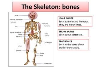 The Skeleton: bones
LONG BONES
Such as femur and humerus.
They are in our limbs.
SHORT BONES
Such as our vertebrae.
FLAT BONES
Such as the parts of our
skull or our scapula.
 