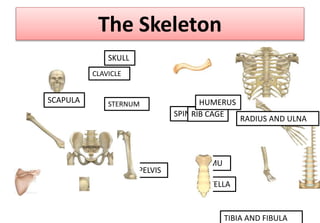 The Skeleton
SKULL
CLAVICLE
SCAPULA
PELVIS
FEMU
R
PATELLA
TIBIA AND FIBULA
SPINERIB CAGE
HUMERUS
RADIUS AND ULNA
STERNUM
 