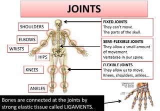 JOINTS
SHOULDERS
ELBOWS
WRISTS
ANKLES
KNEES
HIPS
FIXED JOINTS
They can’t move.
The parts of the skull.
SEMI-FLEXIBLE JOINTS
They allow a small amount
of movement.
Vertebrae in our spine.
FLEXIBLE JOINTS
They allow us to move.
Knees, shoulders, ankles…
Bones are connected at the joints by
strong elastic tissue called LIGAMENTS.
 