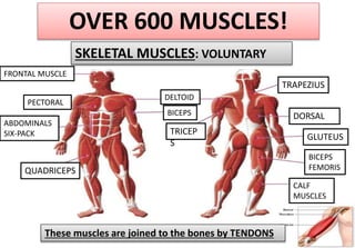 OVER 600 MUSCLES!
SKELETAL MUSCLES: VOLUNTARY
These muscles are joined to the bones by TENDONS
DELTOID
BICEPS
TRICEP
S
GLUTEUS
CALF
MUSCLES
QUADRICEPS
ABDOMINALS
SIX-PACK
PECTORAL
TRAPEZIUS
DORSAL
BICEPS
FEMORIS
FRONTAL MUSCLE
 