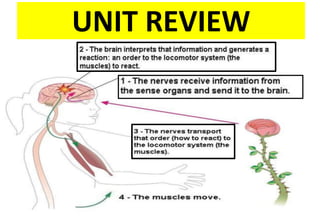 UNIT REVIEW
 