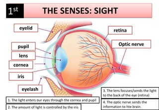 THE SENSES: SIGHT
eyelid
lens
cornea
iris
eyelash
retina
Optic nervepupil
1st
1. The light enters our eyes through the cornea and pupil
2. The amount of light is controlled by the iris
3. The lens focuses/sends the light
to the back of the eye (retina)
4. The optic nerve sends the
information to hte brain.
 