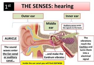 Outer ear Inner ear
Middle
ear
Auditory nerve sends
the signals to the brain
AURICLE
The sound
waves enter
the Ear canal
or auditory
canal…
…and make the
Eardrum vibrates
The
vibrations
reach the
Cochlea and
turns them
into a
electrical
signal
Inside the ear canal you will find earwax
THE SENSES: hearing1st
 