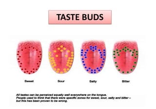 TASTE BUDS
 