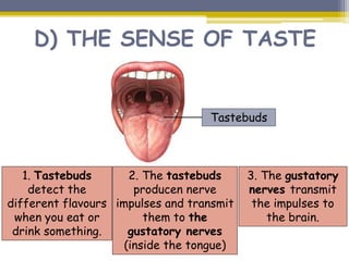 D) THE SENSE OF TASTE
Tastebuds
1. Tastebuds
detect the
different flavours
when you eat or
drink something.
2. The tastebuds
producen nerve
impulses and transmit
them to the
gustatory nerves
(inside the tongue)
3. The gustatory
nerves transmit
the impulses to
the brain.
 
