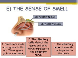 E) THE SENSE OF SMELL
OLFACTORY NERVE
OLFACTORY CELLS
1. Smells are made
up of gases in the
air. These gases
go into your nose.
2. The olfactory
cells detect the
gases and send
nerve impulses to
the olfactory
nerve.
3. The olfactory
nerve transmits
the impulses to
the brain.
 