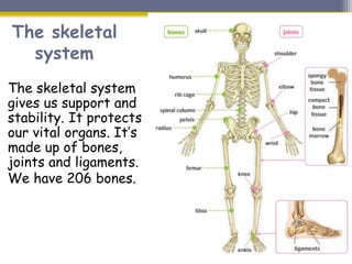 The skeletal
system
The skeletal system
gives us support and
stability. It protects
our vital organs. It’s
made up of bones,
joints and ligaments.
We have 206 bones.
 