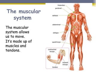 The muscular
system allows
us to move.
It’s made up of
muscles and
tendons.
The muscular
system
 