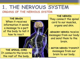 1. THE NERVOUS SYSTEM
ORGANS OF THE NERVOUS SYSTEM
THE BRAIN
When it receives
information it sends
a message to a part
of the body to tell it
how to react.
THE SPINAL CORD
It connects the brain to
the rest of the body.
THE NERVES
They connect the spinal
cord to our muscles,
organs and skin.
-SENSORY NERVES receive
messages from our body
and send them to the
brain.
- MOTOR NERVES transmit
messages from our
brain to our body.
 