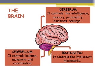 CEREBRUM:
It controls the intelligence,
memory, personality,
emotions, feelings…
BRAINSTEM:
It controls the involuntary
movements.
CEREBELLUM:
It controls balance,
movement and
coordination.
THE
BRAIN
 