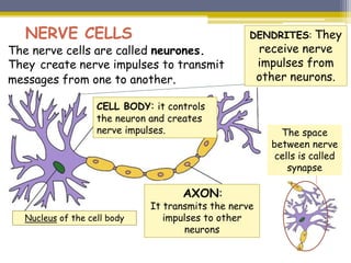 NERVE CELLS
The nerve cells are called neurones.
They create nerve impulses to transmit
messages from one to another.
CELL BODY: it controls
the neuron and creates
nerve impulses.
AXON:
It transmits the nerve
impulses to other
neurons
Nucleus of the cell body
DENDRITES: They
receive nerve
impulses from
other neurons.
The space
between nerve
cells is called
synapse
 