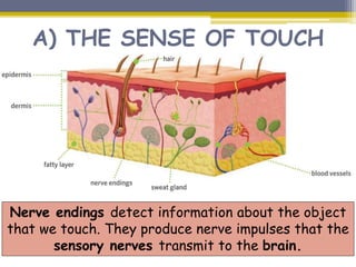 A) THE SENSE OF TOUCH
Nerve endings detect information about the object
that we touch. They produce nerve impulses that the
sensory nerves transmit to the brain.
 