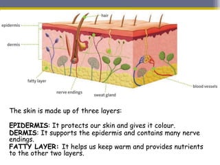 The skin is made up of three layers:
EPIDERMIS: It protects our skin and gives it colour.
DERMIS: It supports the epidermis and contains many nerve
endings.
FATTY LAYER: It helps us keep warm and provides nutrients
to the other two layers.
 