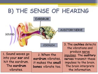 B) THE SENSE OF HEARING
1. Sound waves go
into your ear and
hit the eardrum.
The eardrum
vibrates.
2. When the
eardrum vibrates,
it makes the small
bones vibrate too.
3. The cochlea detects
the vibrations and
produce nerve
impulses. The auditory
nerves transmit these
impulses to the brain.
The brain interprets
the information.
EARDRUM
AUDITORY NERVE
COCHLEA
SOUND
 
